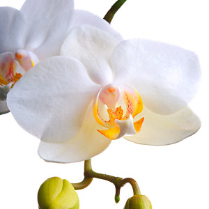 Digitális fotózás 10 Orchidea fajták