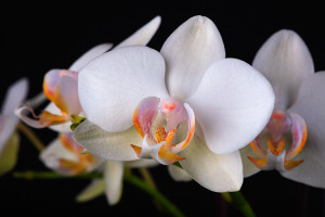 Digitális fotózás 5 Orchidea fajták