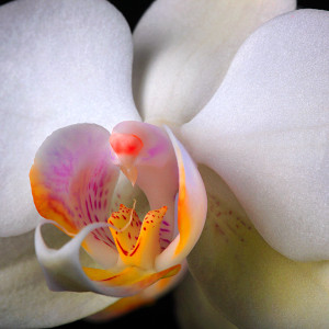 Digitális fotózás 6 Orchidea fajták
