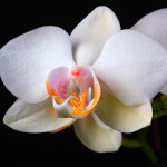 Digitális fotózás 7 Orchidea fajták