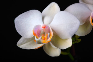 Digitális fotózás 7 Orchidea fajták