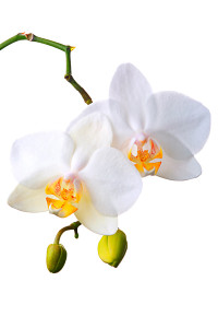 Digitális fotózás 9 Orchidea fajták