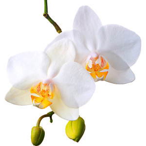 Digitális fotózás 9 Orchidea fajták